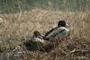 풀섶에서 쉬고 있는 청둥오리 한쌍 Anas platyrhynchos (Mallard Ducks)