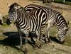 Zebras' Duet