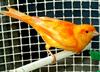 Bird (Canary named 