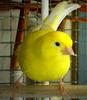 Bird (my other Canary called 