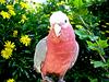 Parrot Cockatoo-Rosalbin (
