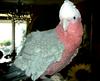 Parrot Cockatoo-Rosalbin (