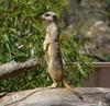 the sentinel (meerkat)