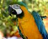 Parrot (Blue-Ara) - blue-and-gold macaw (Ara ararauna)