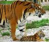 Siberian-Tigers (mom 