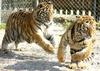 Siberian-Tigers (9 months' old happy Duet)