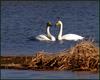 고니 / 우린 서로 사랑하죠. | 고니 Cygnus columbianus (Tundra Swan)
