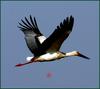 황새의 비행 / 천수만 | 황새 Ciconia boyciana (Oriental White Stork)