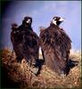 독수리 그리고 새의 눈 / 디지스코핑 | 독수리 Aegypius monachus (Cinereous Vulture)