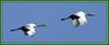 엄마처럼 날아보렴.../ 두루미 | 두루미 Grus japonensis (Red-crowned Crane)