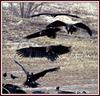 독수리의 착지 / 마치 연속동작을 촬영한 거 같다. | 독수리 Aegypius monachus (Cinereous Vulture)