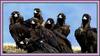 귀엽게 웃어보자구 / 독수리들의 기념촬영 | 독수리 Aegypius monachus (Cinereous Vulture)