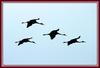 두루미의 비행 / 실루엣 | 두루미 Grus japonensis (Red-crowned Crane)
