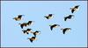 쇠기러기 무리의 비행 098 | 쇠기러기 Anser albifrons (Greater White-fronted Goose)