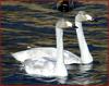 고니와 청둥오리 134-3| 고니 Cygnus columbianus (Tundra Swan)