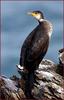 바다 가마우지 / 추암 형제바위 | 가마우지 Phalacrocorax capillatus (Temminck's Cormorant)