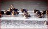 얼음 위에서 낮잠을 즐기는 원앙과 흰뺨검둥오리 / 디지스코핑 | 원앙(鴛鴦) Aix galericulata (Mandarin Duck)