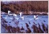 고니의 비상 / 천수만 | 고니 Cygnus columbianus (Tundra Swan)