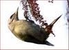열매를 포식하는 중 | 청딱다구리 Picus canus (Grey-headed Woodpecker)