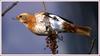 창문밖의 수다쟁이새 / 직박구리 | 직박구리 Ixos amaurotis (Brown-eared Bulbul)
