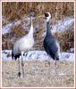 우리 가족 못 보셨나요...? | 어린 두루미 Grus japonensis (Red-crowned Crane)