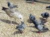 Gull & feral pigeon