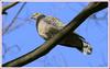 창경궁 멧비둘기 147 | 멧비둘기 Streptopelia orientalis (Oriental Turtle Dove)