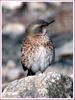 새가 고개를 갸우뚱하며 보는 까닭은? | 노랑지빠귀 Turdus naumanni naumanni (Dusky Thrush)