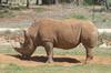 white rhinoceros = white rhino (Ceratotherium simum)