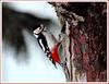 오색딱따구리 한 마리 / 양지리 DMZ 생태학습원에서 | 오색딱다구리 Dendrocopos major (Great Spotted Woodpecker)