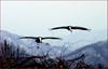 멋진 착륙 | 재두루미 Grus vipio (White-naped Crane)