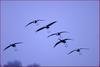 낙하묘기 | 재두루미 Grus vipio (White-naped Crane)