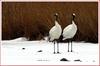 사랑이란, 같은 방향만 바라보기 | 두루미 Grus japonensis (Red-crowned Crane)