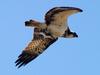 물고기 사냥하는 물수리 | 물수리 Pandion haliaetus (Osprey)