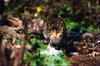 들고양이 친구 | 고양이 Wild Cat (Felis silvestris catus)