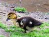 muscovy duck's chick