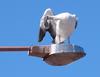 Australian pelican on pole