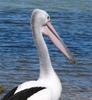 Australian pelican preening