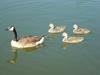 Mom Canada Goose and Kids (gosling)