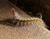 wierd caterpillar 3