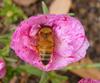 bumbling bee 1