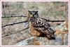비행 전의 모습 / 수리부엉이 | 수리부엉이 Bubo bubo (Eurasian Eagle Owl)