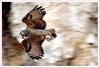 8 시간만의 비행 / 수리부엉이 | 수리부엉이 Bubo bubo (Eurasian Eagle Owl)