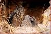 애들은 싸우면서 크죠 / 수리부엉이 | 수리부엉이 Bubo bubo (Eurasian Eagle Owl)