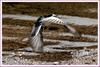 할미새의 비행 | 알락할미새 Motacilla alba leucopsis (White-faced Wagtail)