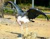 Stork (a Marabou)