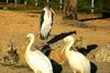 2 Pelicans + 1 Marabou Stork