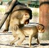 Monkeys' Duo