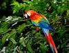 Bird (Ara-Macaw)