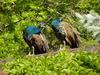 Pair of Peacock roosters - blue peafowl (Pavo cristatus)